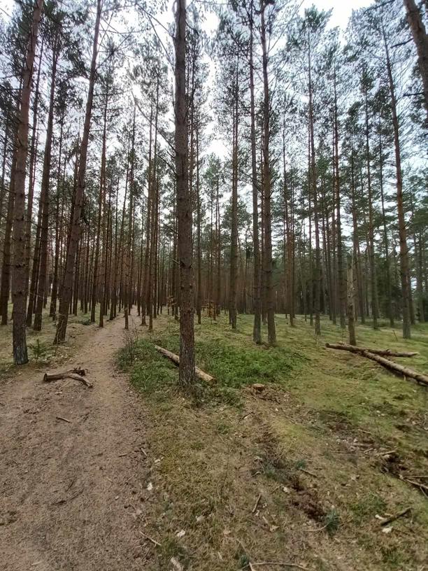 Droga do kamiennych kręgów - ścieżka w lesie